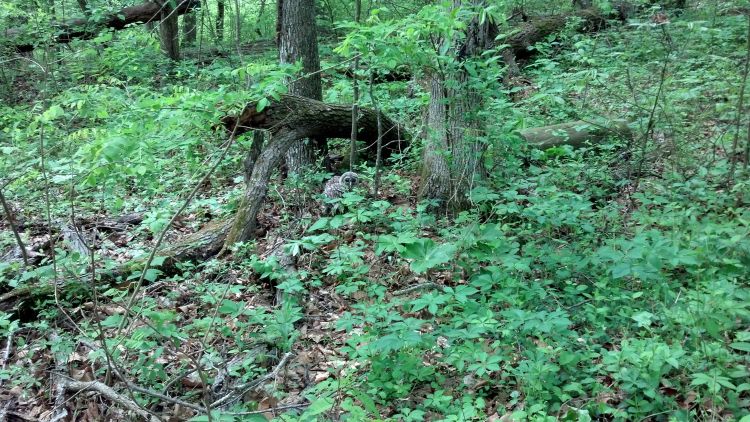 Can you spot the baby owl?