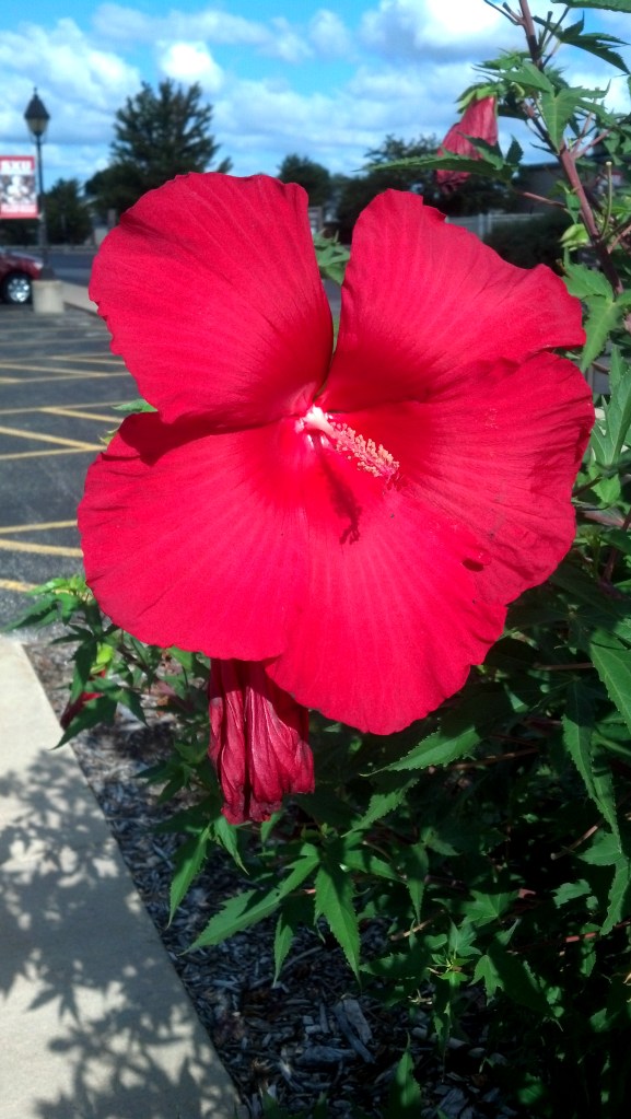 Beautiful Hibiscus bush on St. Xavier campus
